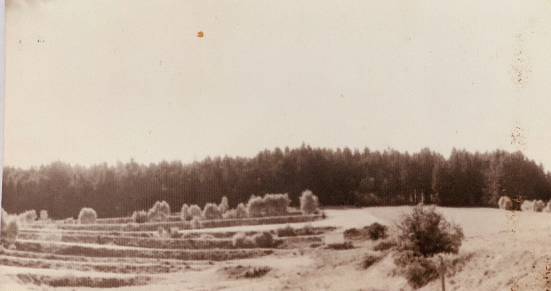 Okolní lesy a pole (historické foto)
